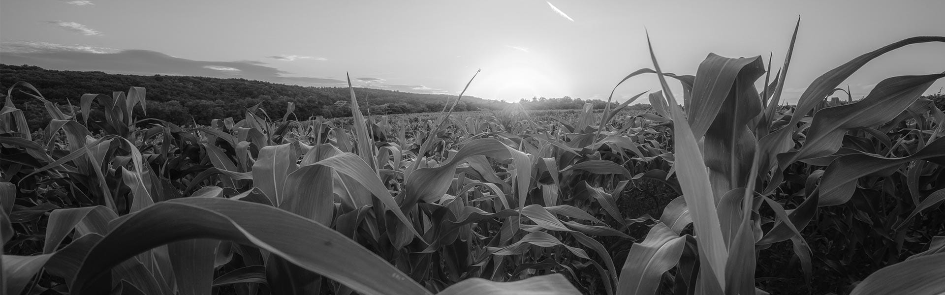 Young-green-corn-growing-on-the-field-at-sunset-600
